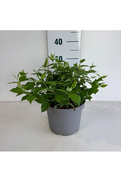 Саджанець Чубушник Перлини Парфуму